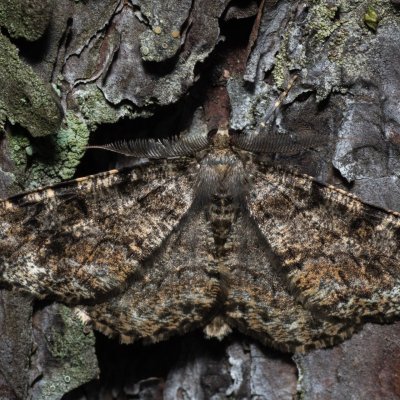 Deileptenia ribeata (různorožec jedlový), NPR Radostínské rašeliniště