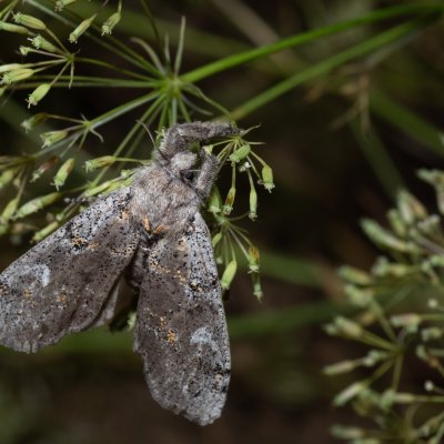 Dicallomera fascelina (štětconoš jetelový), PP Na cvičišti