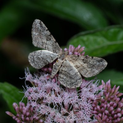 Peribatodes rhomboidaria (různorožec trnkový), PP Augšperský potok