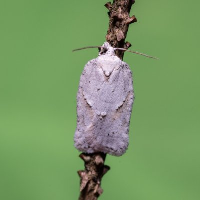 Acleris logiana (obaleč bělavý), Henčov