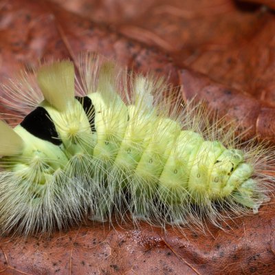 Calliteara pudibunda (štětconoš ořechový), PP Střelická bažinka