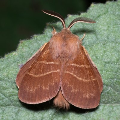 Macrothylacia rubi (bourovec ostružiníkový), Zbýšovská halda