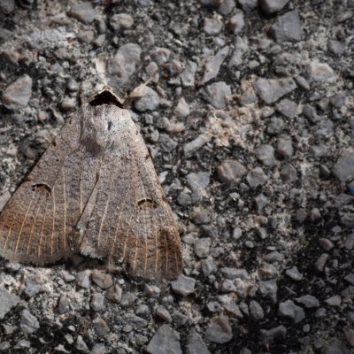 Lygephila craccae (hnědopáska vikvicová), HR, Jablanac