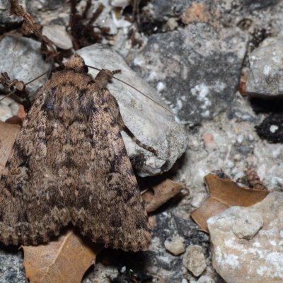 Amphipyra effusa (-), GR, Sokraki, Korfu