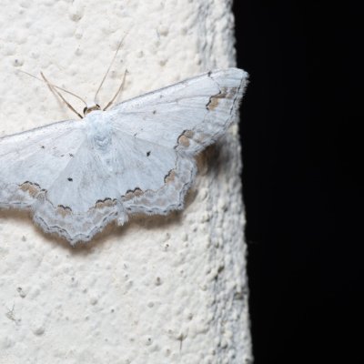 Scopula ornata (vlnopásník okrášlený), SK, Súľov-Hradná