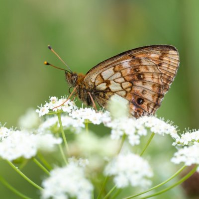 Brenthis ino (perleťovec kopřivový), SK, Štôla