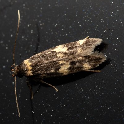 Oegoconia uralskella (drsnohřbetka žlutoskvrnná), PR Kamenný vrch