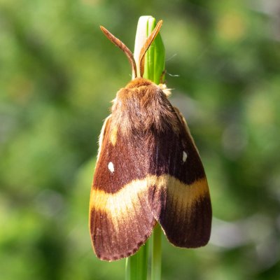 Lasiocampa quercus (bourovec dubový), SK, NPR Velická dolina, Tatry