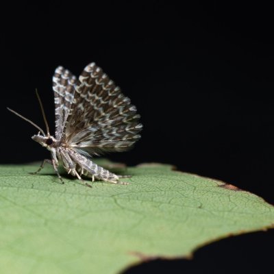 Alucita grammodactyla (pernatěnka hlaváčová), Hády