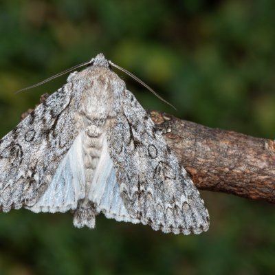 Acronicta aceris (šípověnka maďalová), NPP Červený kopec