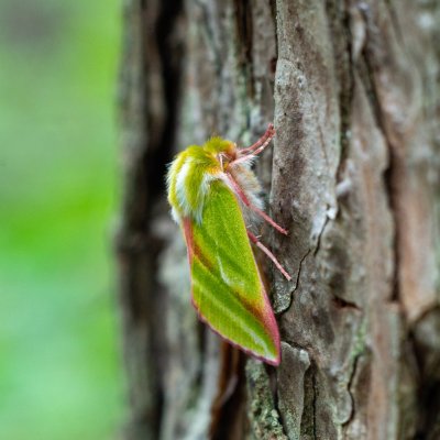 Pseudoips prasinana (zeleněnka buková), Zadní Hády