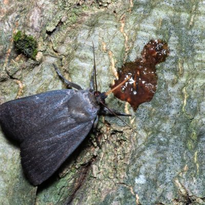 Amphipyra livida (blýskavka černá), Březina