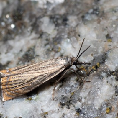 Chrysoteuchia culmella (travařík zahradní), SK, Štôla