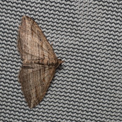 Costaconvexa polygrammata (píďalka pruhovaná), PP Na cvičišti