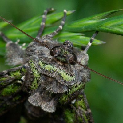 Trachea atriplicis (blýskavka lebedová), Žebětín