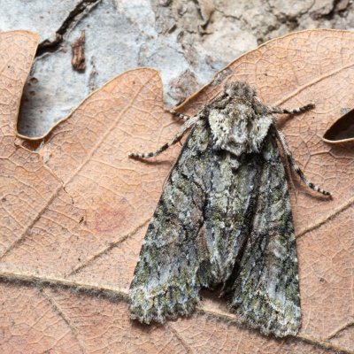 Dryobotodes eremita (pestroskvrnka dubová), PP Kavky