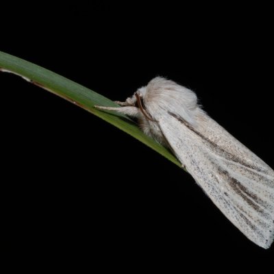 Simyra albovenosa (šípověnka bahenní), Hrabětice