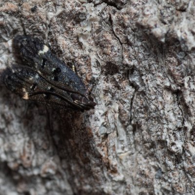 Dichomeris alacella (-), Lednický park