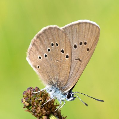 Maculinea nausithous (modrásek bahenní), PR Studnické louky