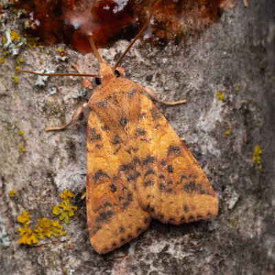 Xanthia gilvago (zlatokřídlec jilmový), Hády - odkaliště