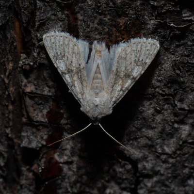 Aporophyla canescens (-), HR, Jablanac