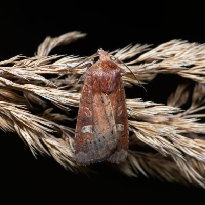 Xestia xanthographa (osenice žlutoskvrnná), Henčov