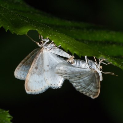 Asthena albulata (píďalka trnková), PR Bosonožský hájek