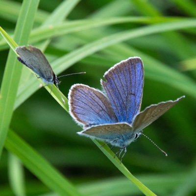 Cyaniris semiargus (modrásek lesní), SK, NPR Furkotská dolina, Tatry