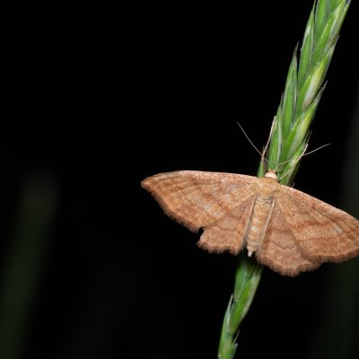 Idaea ochrata (žlutokřídlec okrový), Hrabětice