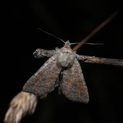 Parastichtis suspecta (blýskavka nivní), Hrušovany u Brna