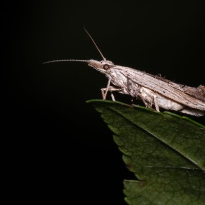 Ypsolopha scabrella (člunkovec dřevobarvý), PR U Brněnky