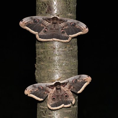 Saturnia pyri (martináč hrušňový), PR Kamenný vrch