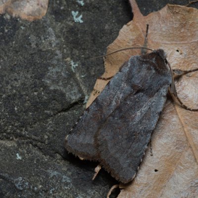 Cerastis rubricosa (osenice jarní), PP Kavky