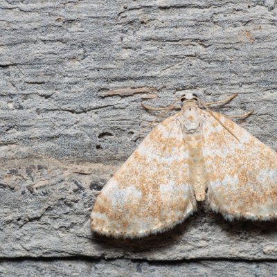 Perizoma flavofasciata (píďalka žlutopásná), HR, Krasno