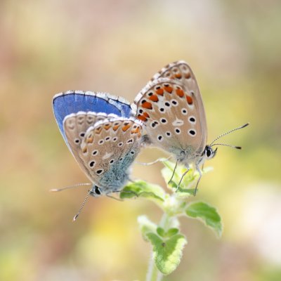 Polyommatus bellargus (modrásek jetelový), HR, Cesarica