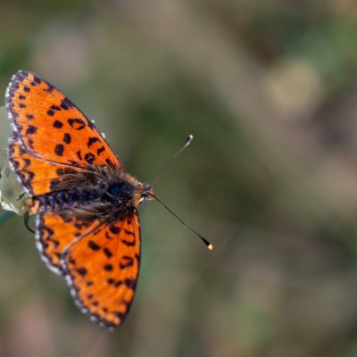 Melitaea didyma (hnědásek květelový), PP Černice