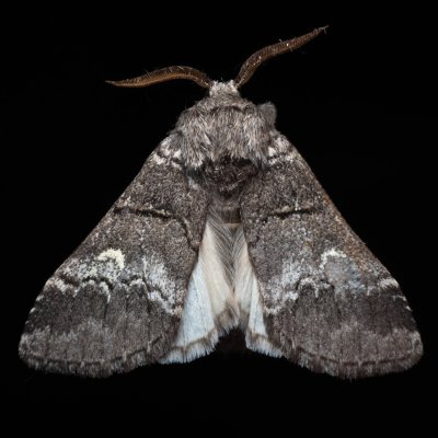 Drymonia querna (hřbetozubec drnákový), Hrušovany u Brna