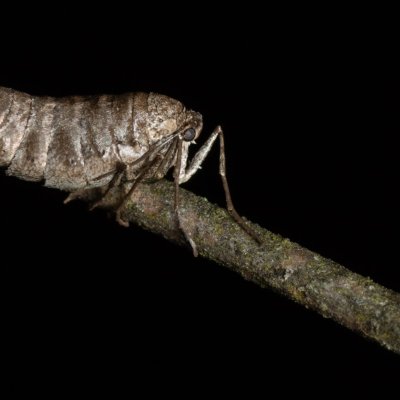 Alsophila aescularia (hedvábnice jarní), Žebětín