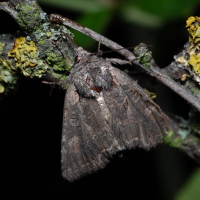Lacanobia aliena (můra stepní), Havranické vřesoviště