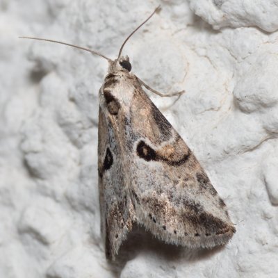 Zebeeba falsalis (-), HR, Jablanac