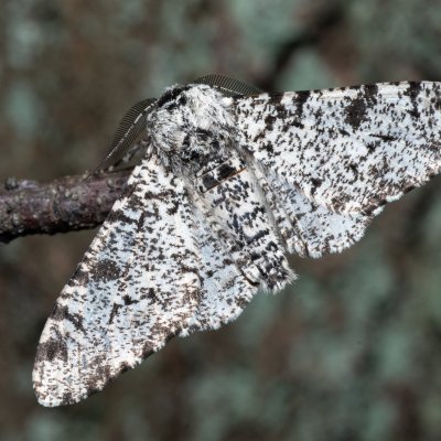 Biston betularia (drsnokřídlec březový), Žebětín