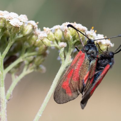 Zygaena purpuralis/minos (vřetenuška mateřídoušková/přehlížená), PR Kamenný vrch