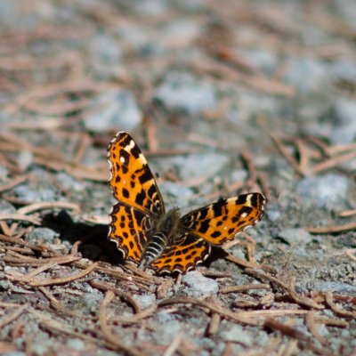 Araschnia levana (babočka síťkovaná), Bouzov