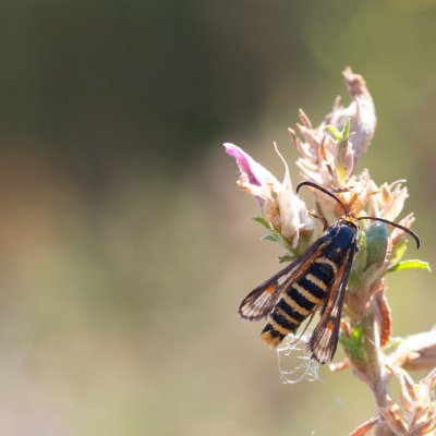 Bembecia sp., PR Kamenný vrch