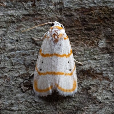 Cyana sp., TH, Khao Sok