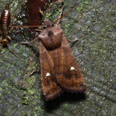 Eupsilia transversa (zimovnice dravá), Kývalka