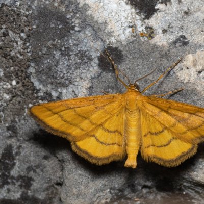 Idaea aureolaria (žlutokřídlec zlatožlutý), NPP Stránská skála