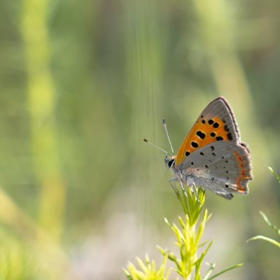 Lycaena phlaeas (ohniváček černokřídlý), NPR Mohelenská hadcová step