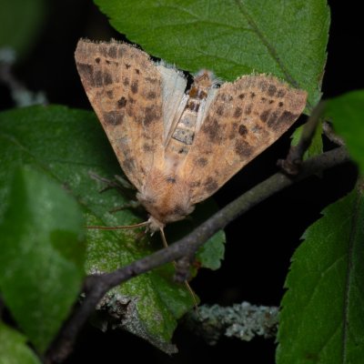 Xanthia ocellaris (zlatokřídlec topolový), Hády - odkaliště