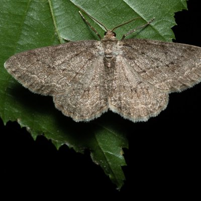 Ectropis crepuscularia (různorožec orlíčkový), Žebětín